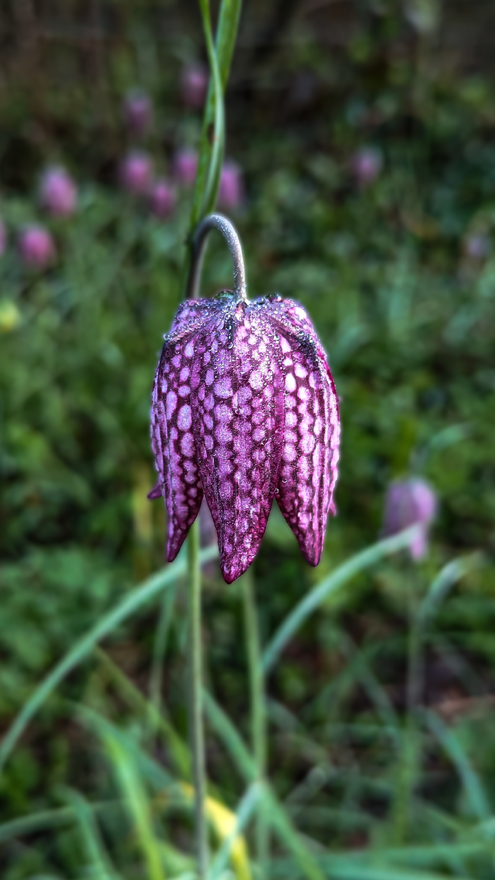Fritillaire pintade